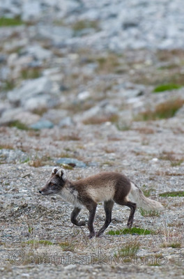 BB 11 0352 / Vulpes lagopus / Fjellrev